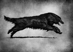 Black dog running.jpg